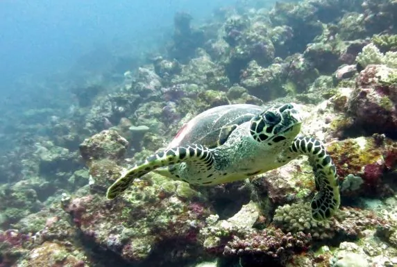 Sea Star Diving