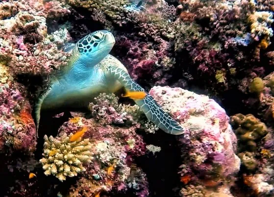 Sea Star Diving