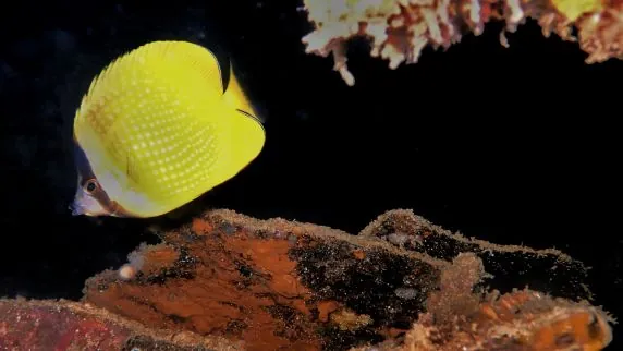 Sea Star Diving