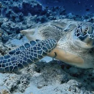 Sea Star Diving