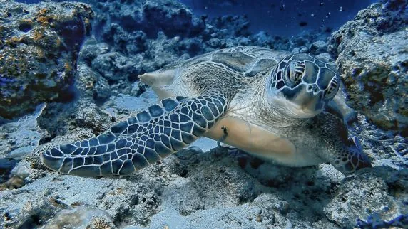 Sea Star Diving