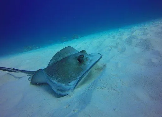 Aqua TCI