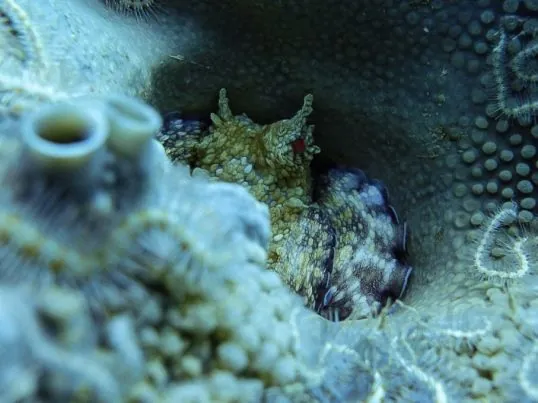 Chelonia Dive Center