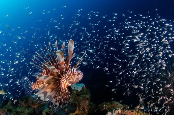 Reef Shepherd