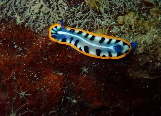 La Buga Dive Center and Surf School