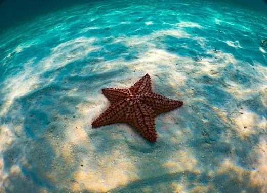 Marina Blue Haiti