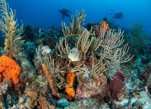 Eco Dive Barbados