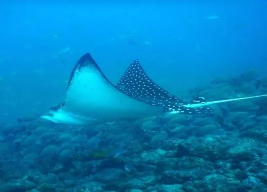 Scuba Dive Costa Rica