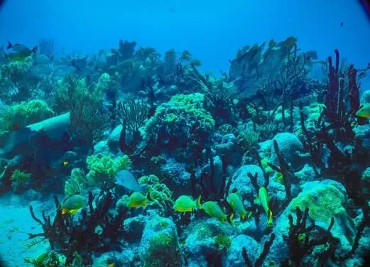 Dive Shop Mexico