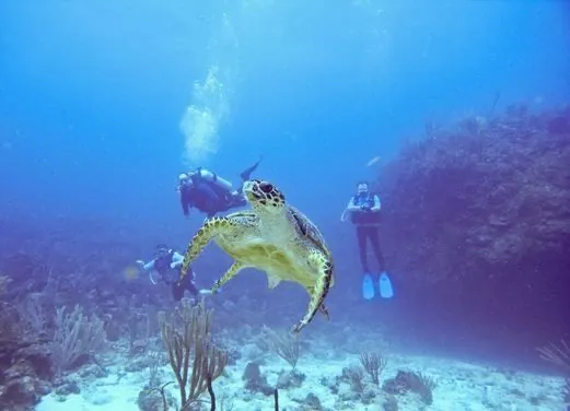 Dive Experience