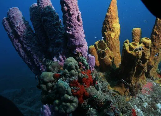 Montserrat Island Dive Centre