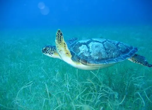 Iyanola Dive Ventures