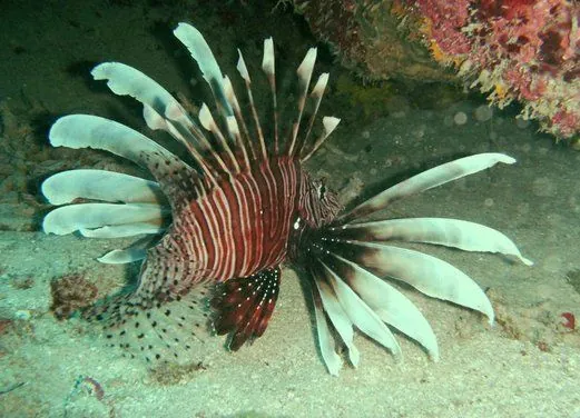 Jamaica Suba Divers LTD