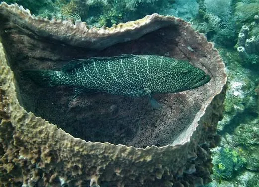 Pacific Paradise Divers