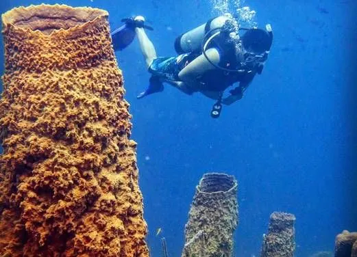 Paraiso Dive Cartagena