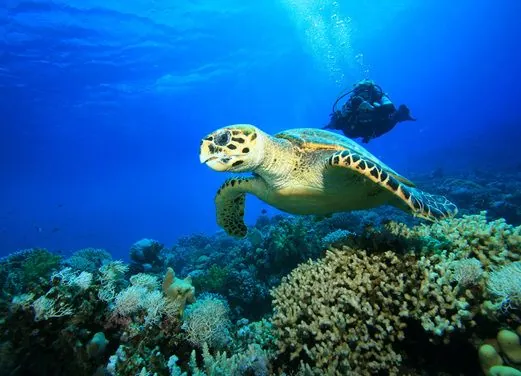 Scuba Shack