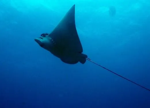 Mexico Divers