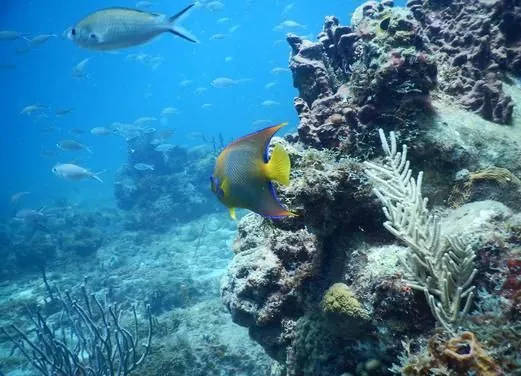 Tropicalsub Diving
