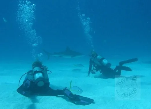 Dive Abaco