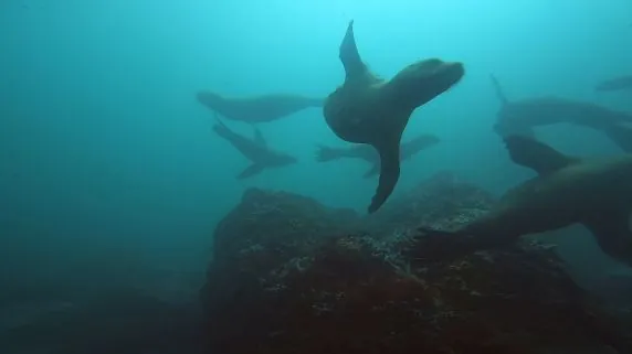 Naylamp Diving