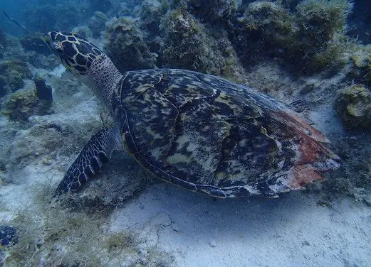 Coki Dive Center