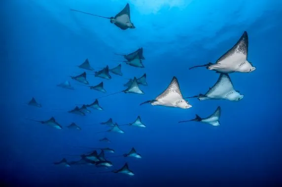 Topdive Tahiti