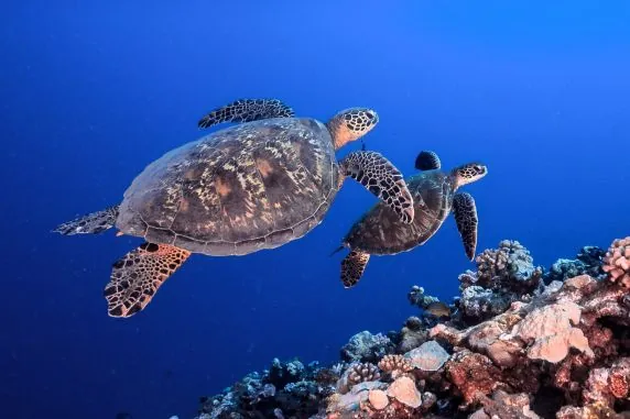 Topdive Tahiti
