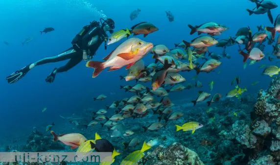 Topdive Bora Bora