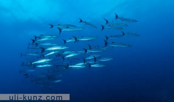 Topdive Moorea