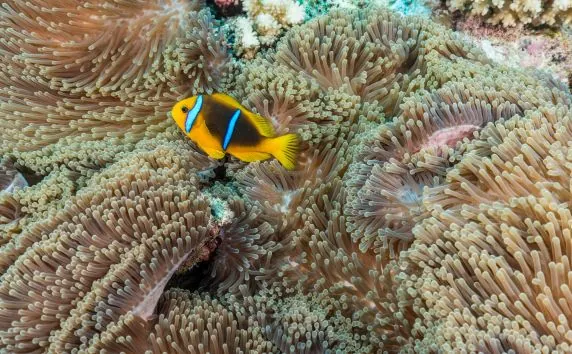 Topdive Tikehau