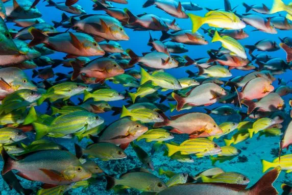 Topdive Tahiti