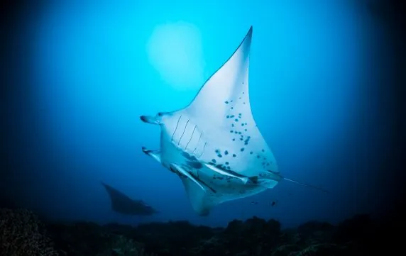 Topdive Bora Bora
