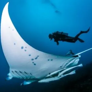 Topdive Tikehau