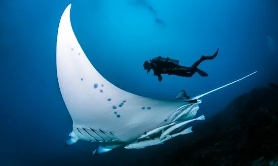 Topdive Tikehau