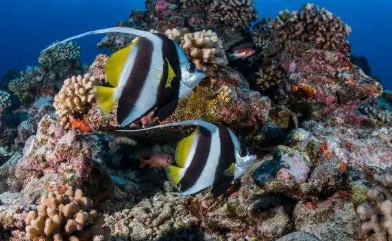 Topdive Bora Bora