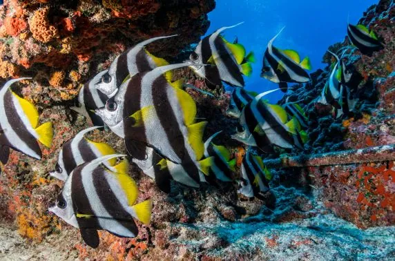 Topdive Moorea
