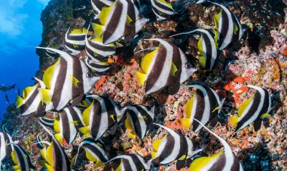 Topdive Rangiroa