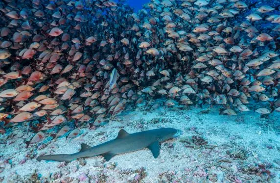 Topdive Tikehau