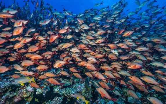 Topdive Rangiroa