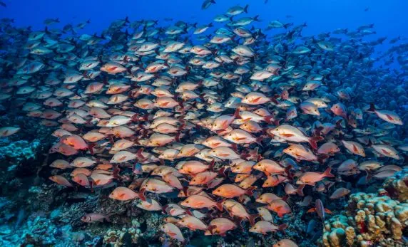 Topdive Tikehau