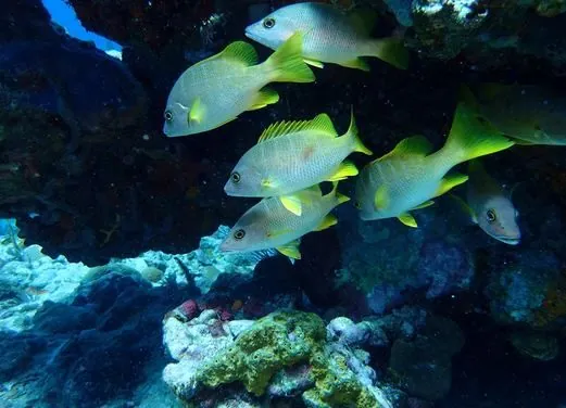 Red Hook Diving Center
