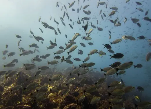 Scuba Dive Costa Rica