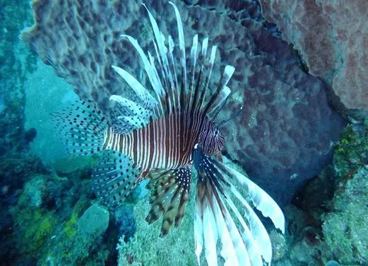 Action Adventure Divers