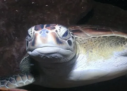 Sainte Luce Kawan Plongee