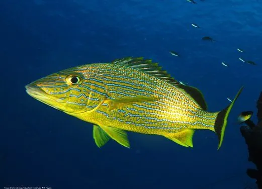 Espace Plongee Martinique