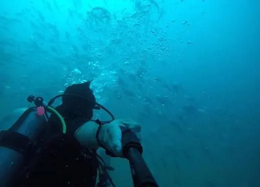 Pacific Paradise Divers