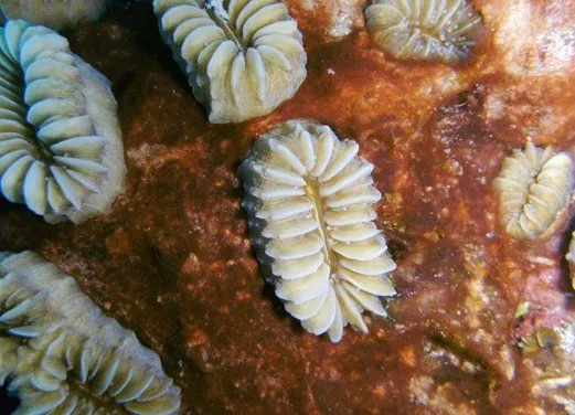 Jamaica Suba Divers LTD