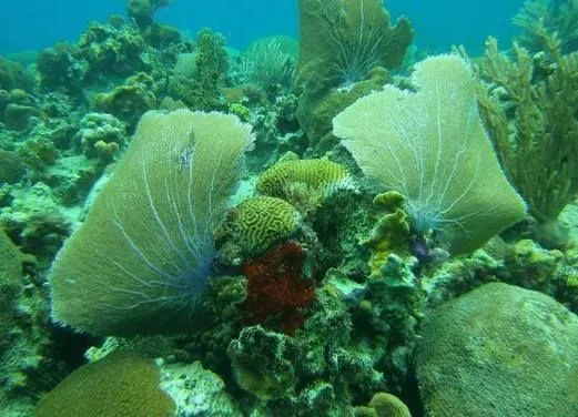 Resort Divers