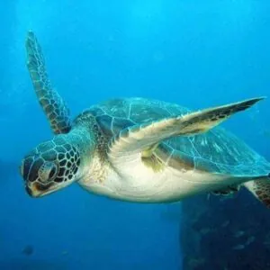 Scuba Steve's Diving