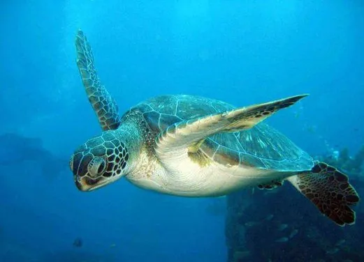 Scuba Steve's Diving